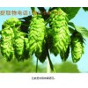 供應(yīng)抓地虎提取物