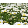 供應小白菊提取物小白菊內(nèi)酯