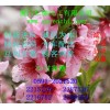 D-甘露糖，福建D-甘露糖生產(chǎn)商，廈門哪里有D-甘露糖