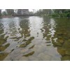 廠家大量供應(yīng)各優(yōu)質(zhì)景觀水處理
