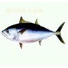 供應金槍魚浸膏；金槍魚肉浸膏；發酵用金槍魚肉浸膏