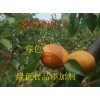 酵母抽取物，酵母抽取物應(yīng)用范圍