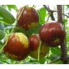 現(xiàn)貨供應水果蔬菜提取物