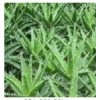 現(xiàn)貨供應苦杏仁甙/蘆薈甙