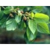 現(xiàn)貨供應桑葉提取物/夏枯草提取物