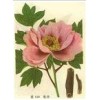 供應(yīng)比例提取物