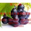 焦亞禁發(fā) 硫酸鈉批發(fā)價格 焦亞禁發(fā) 硫酸鈉廠家電話 焦亞禁發(fā) 硫酸鈉含量
