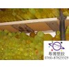 土黃色PU棒，聚氨酯棒，優力膠棒、彈簧膠棒廠家