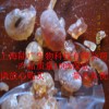 阿拉伯膠，9000-01-5阿拉伯膠，阿拉伯膠價格
