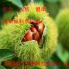 56377-79-8三仙膠，三仙膠價格，三仙膠作用